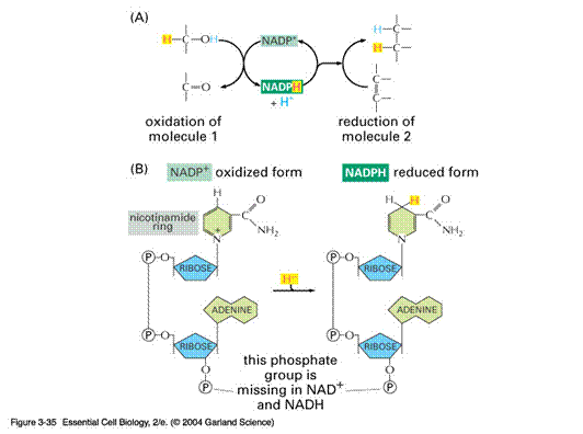 03_01_A series of enzyme.jpg