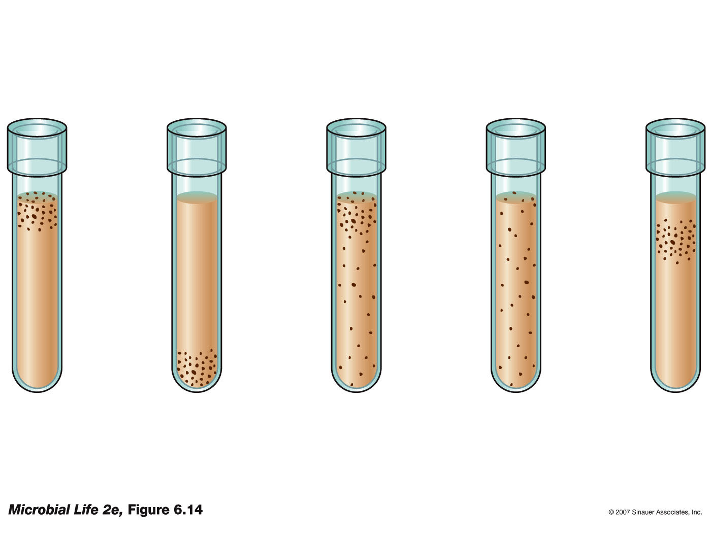 microbial-life-2e