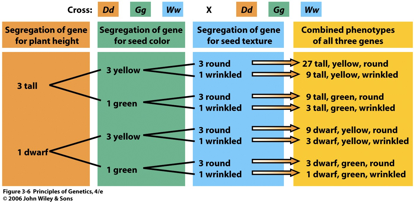 Principles of Genetics 4/e