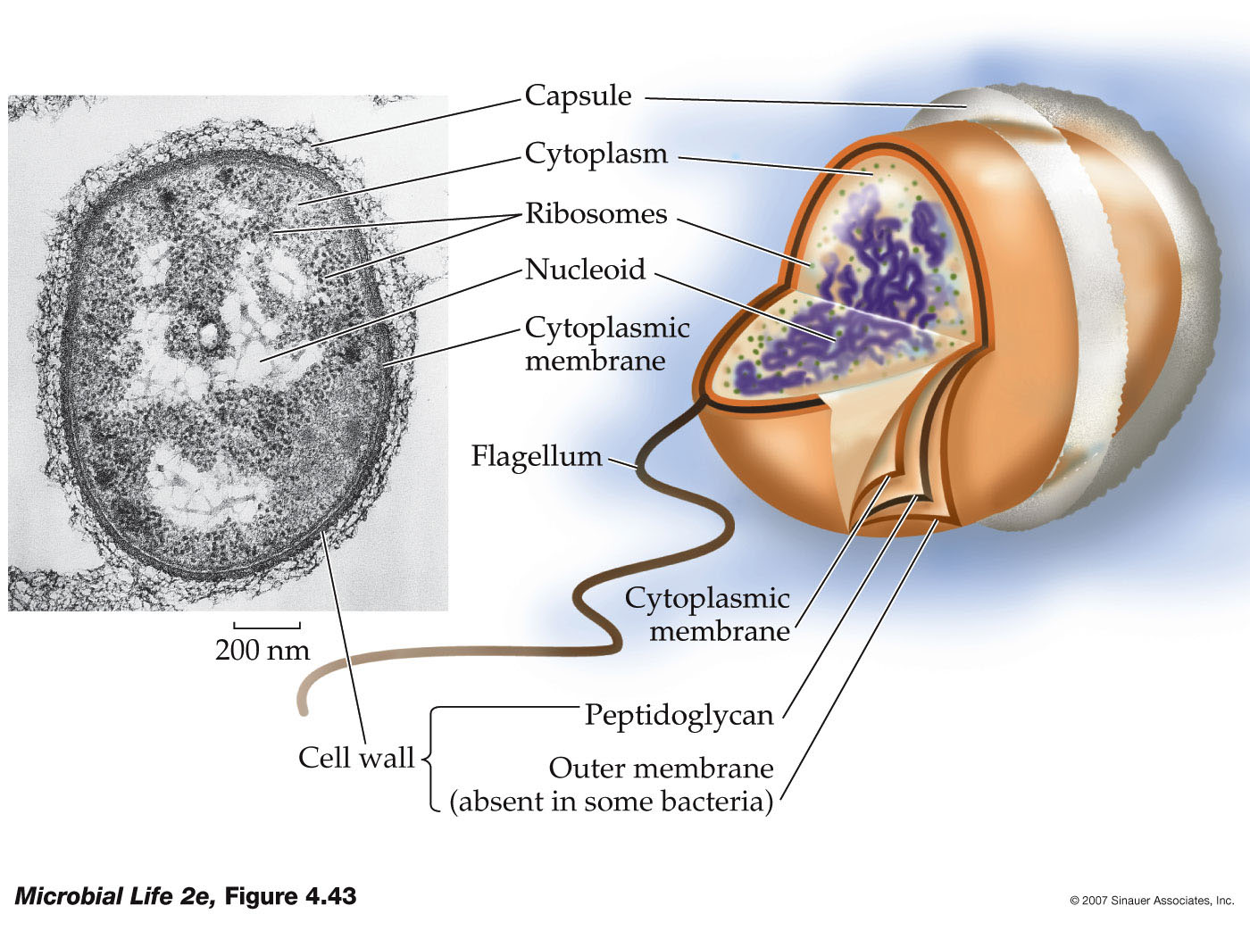 microbial-life-2e