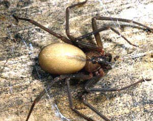 recluse spider predators