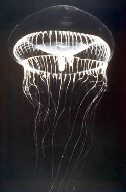 Aequeoria Victoria