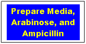 Text Box: Prepare Media, Arabinose, and Ampicillin 
