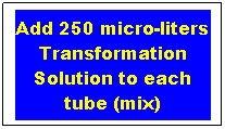 Text Box: Add 250 micro-liters Transformation Solution to each tube (mix)
