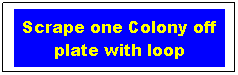Text Box: Scrape one Colony off plate with loop
