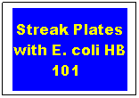 Text Box: Streak Plates with E. coli HB 101  
