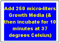 Text Box: Add 250 micro-liters Growth Media (& then incubate for 10 minutes at 37 degrees Celsius)
