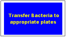 Text Box:  Transfer Bacteria to appropriate plates 
