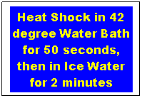 Text Box: Heat Shock in 42 degree Water Bath for 50 seconds, then in Ice Water for 2 minutes

