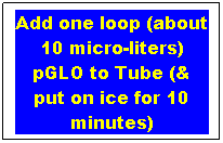 Text Box: Add one loop (about 10 micro-liters) pGLO to Tube (& put on ice for 10 minutes)
