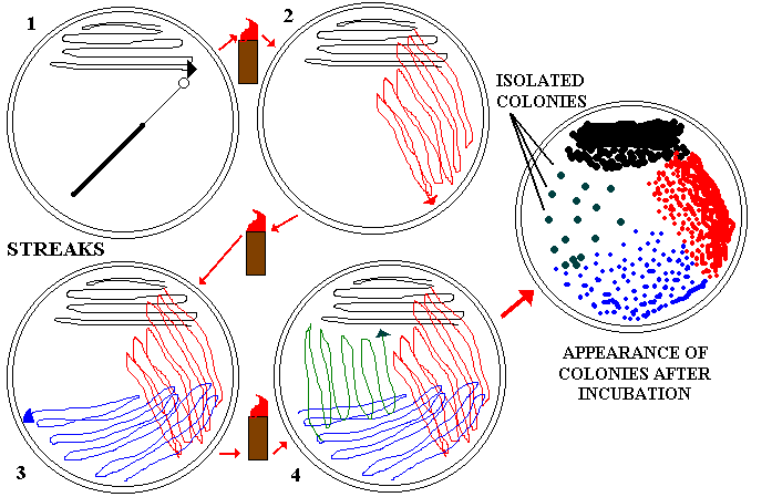 Isolation of Bacterial Colonies