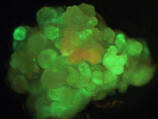 #2t GFP.BMP (1340982 bytes)