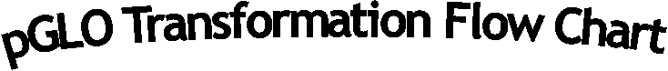 pGLO Transformation Flow Chart 