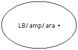 Flowchart: Connector: LB/amp/ara +
