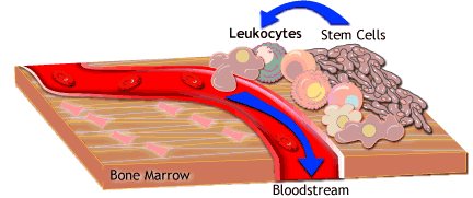 Leukocytes